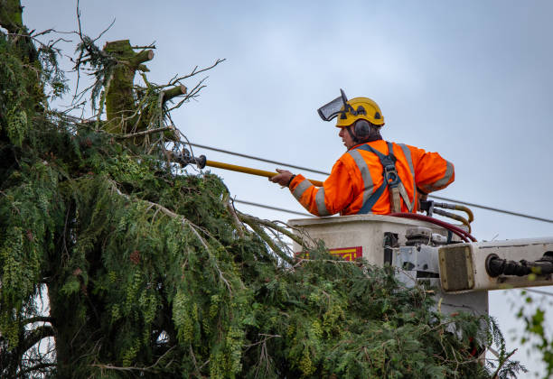 Trusted Monument, CO Tree Care Experts